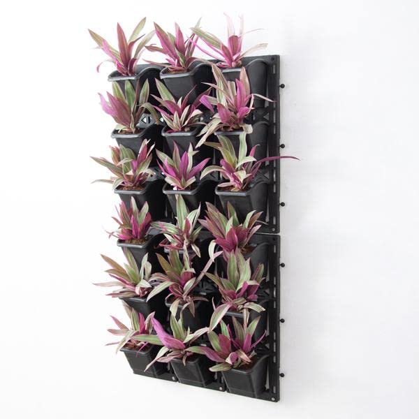 Best Outdoor Plants for Vertical Garden Amazon.in Garden & Outdoors