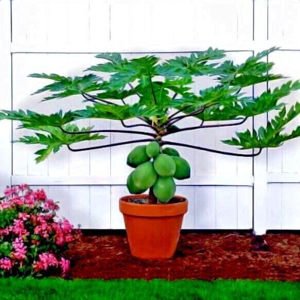 Miniatura 5 de 3 paquetes de semillas de árbol enano solo WAIMANALO (Carica Papaya) Papaya enana semillas de papaya enana enana enana semillas de papaya enana