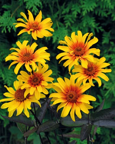 Amazon.co.jp: 宿根草 苗 ヘリオプシス バーニングハーツ 暑さに強い