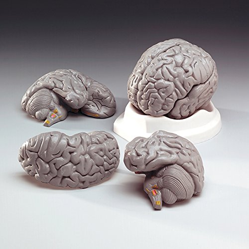 Anatomical Chart 5060094800592 Budget Brain Model