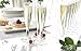Party Essentials Hard Plastic 1-Piece Champagne Flute Box Set, 5-Ounce Capacity, Clear (Case of 48)