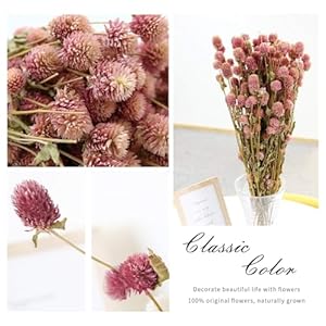 Dried Flower White Globe Amaranth Dry Flower Bundles 100% Naturally for Home Decor Party (Pink) Dried Flower White Globe Amaranth Dry Flower Bundles 100 Naturally for Home Decor Party Pink