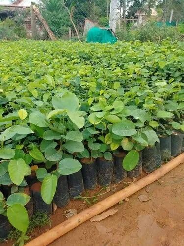 Image of RED CHANDAN PLANT /LAL SANDALWOOD OUTDOOR GARDEN LIVE ORGANIC HYBRID HEALTHY PLANT