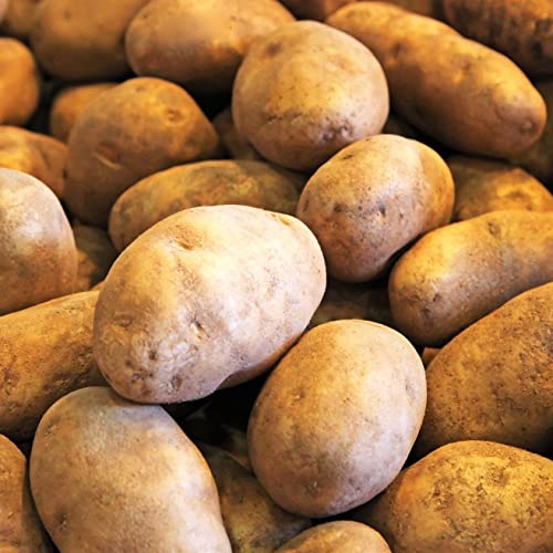TomorrowSeeds - Russet Seed Potatoes - USDA Certified for Growers Size B Non GMO Brown Burbank Idaho Potato Tubers Bulbs Planting Seed 2026-1 Pound