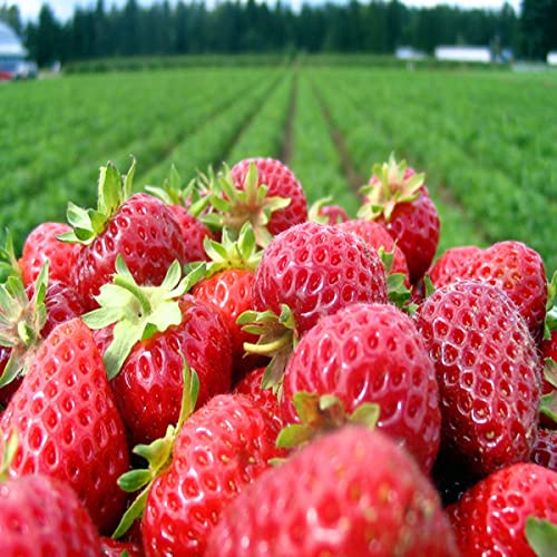 Strawberry Patch Fragrance Oil (16 Oz Bottle) For Candle Making, Soap Making, Tart Making, Room Sprays, Lotions, Car Fresheners, Slime, Bath Bombs, Warmers… #TOP1