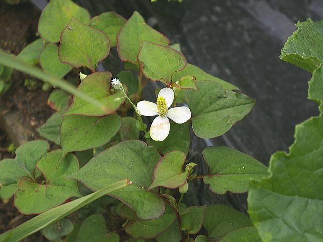 Amazon.co.jp: 根地下茎付きドクダミ苗□抜き苗25g□完全無農薬□□1度 