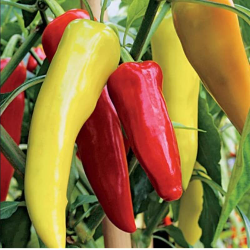 M-Tech Gardens New Rare Hybrid Chilli " Banana " Exotic 50 Vegetable Seeds for Growing (B0CP6YDDHM) Amazon Price History, Amazon Price Tracker