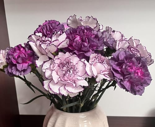 100+ Mix Purple Carnation Seeds Dianthus Flowers Garden Planting