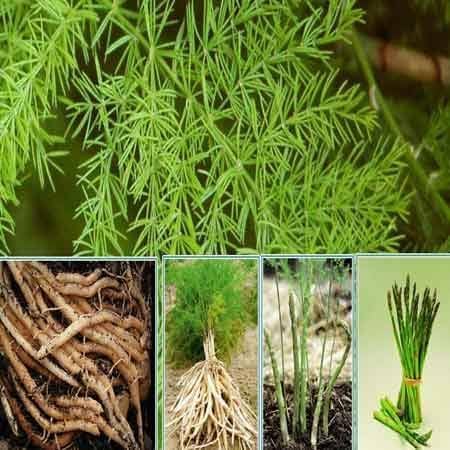 Image of Rare Shatavari Live Plant, Shatavar (Asparagus Racemosus) Herbal Medicinal Plant, Indoor, Organic, Green, Partial Sun, 1 Healthy Plant with Black Pot