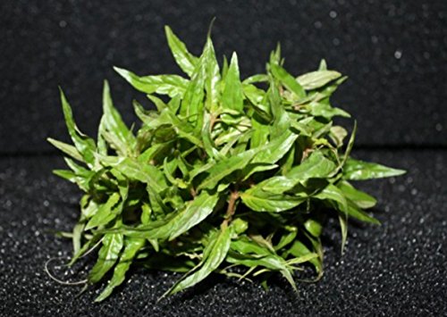 Mainam Staurogyne Porto Velho Long Repens Leaves Live Aquarium Plant Bundle Freshwater Aquatic Plant Tank #TOP5
