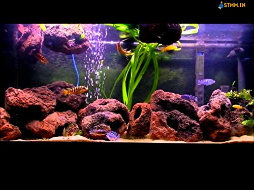 STMM Store STMM Natural Lava Rocks for Aquarium, Red, 1-2 inch, 1 kg - Image 4