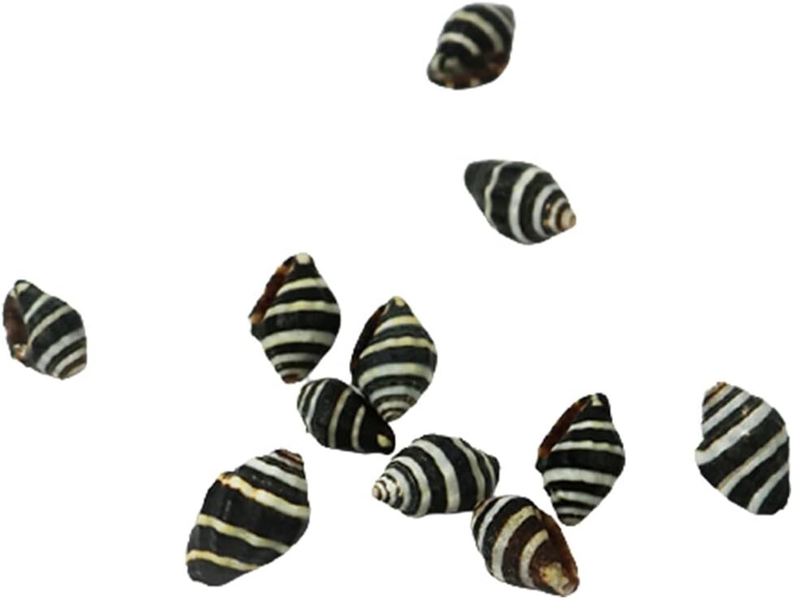 Muscheln, Strandmuscheln, natürliche Muschelschale, Muschel-Einsiedlerkrebsschalen, Turbo-Muschel, Meeresmuschel
