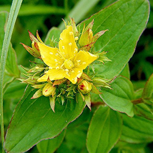 Plant World Seeds - Hypericum Perforatum Seeds