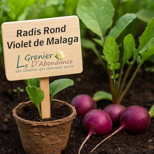 150 graines à semer - Le Grenier d'Abondance - Radis Rond Violet de Malaga - Raphanus sativus