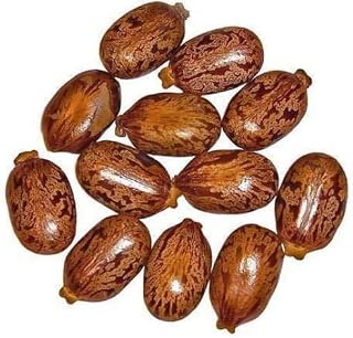 Pinkdose Castor Seeds - Castor Oil Seed - Ricinus Communis - Arandi Ke Beej - 250 G Seed