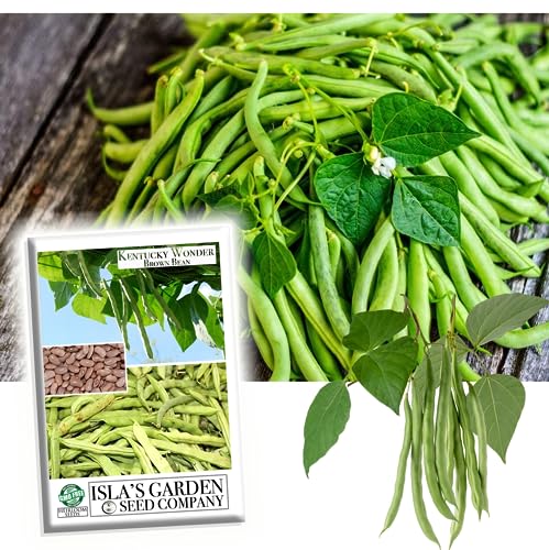 Kentucky Wonder Pole Bean Seeds for Planting, Brown, 25+ Heirloom Seeds Per Packet, (Isla's Garden Seeds), Non GMO, Botanical Name: Phaseolus vulgaris, Great Home Garden Gift