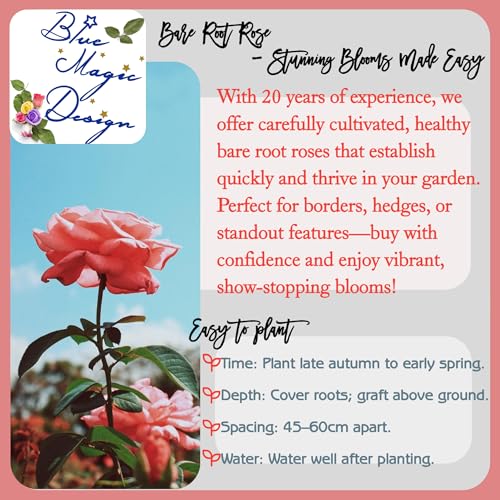 Rosa arbusto rojo de raíz desnuda para decorar bordes de jardín 3