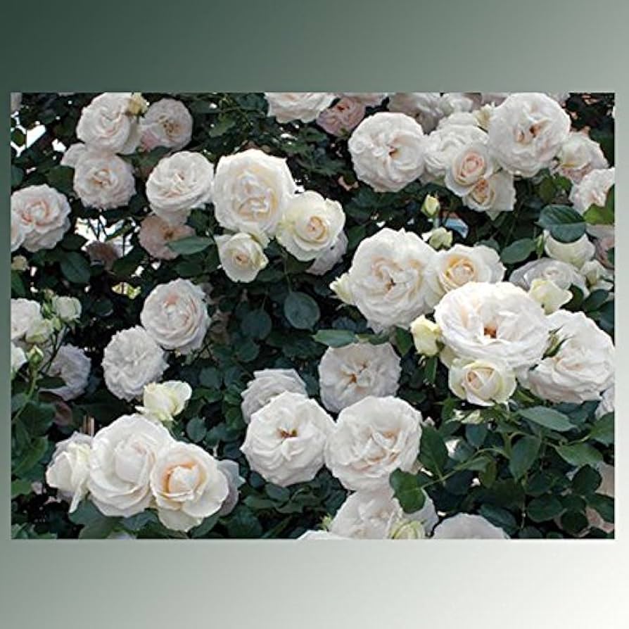 Amazon.com : Stargazer Perennials White Eden Climbing Rose
