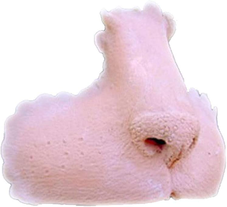 Cottage EmporiumLatex Cat Face