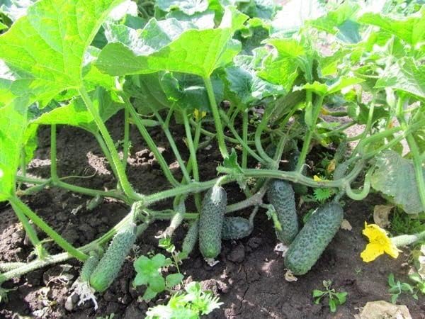 Miniatura 5 de Semillas Pepino Titus F1 Pepinillo - Polinizado abierto - Vegetales tradicionales - Sin OGM