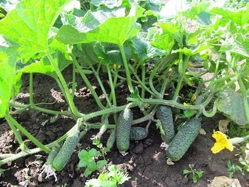 KIRA SEEDS - Seeds Cucumber Titus F1 Gherkin - Open-Pollinated - Heirloom Vegetable - GMO Free