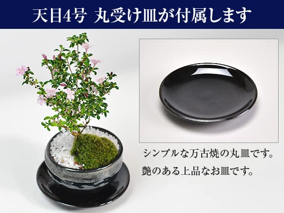 Amazon.co.jp: 盆栽妙 香丁木 天目鉢 受け皿 説明書 肥料付き ミニ盆栽