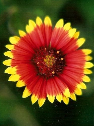 Seed Kingdom Gaillardia Indian Blanket Seeds