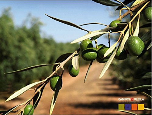 Aceite de oliva virgen extra ecológico - Campos de Uleila - estuche 4 botellas 250 ml Monovarietales por Oliva Oliva Internet S.L.
