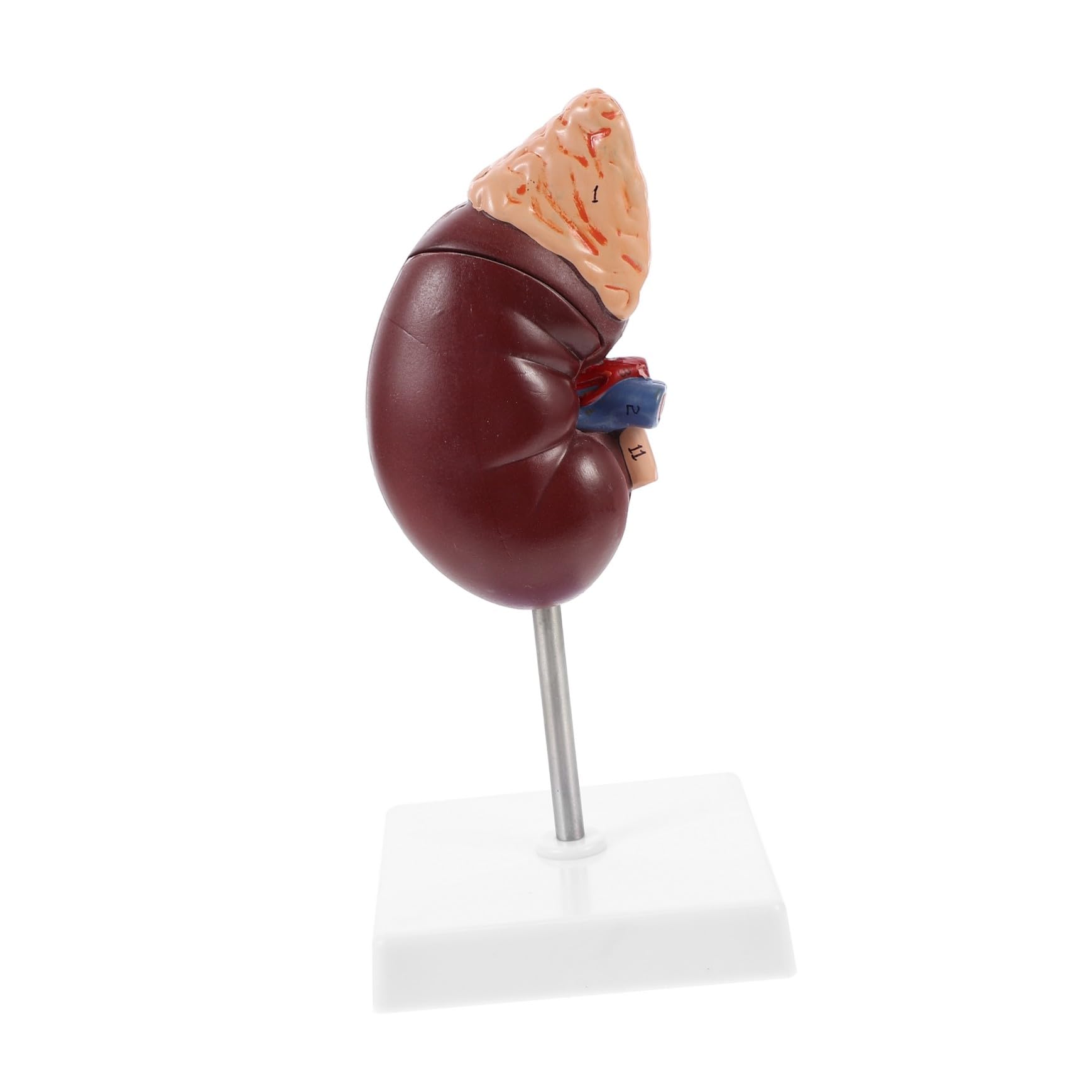 Baluue Human Kidney Dissection Model with Adrenal Gland Anatomical Organ for Biology Class Teaching and Medical Study Plastic with Base and Bracket