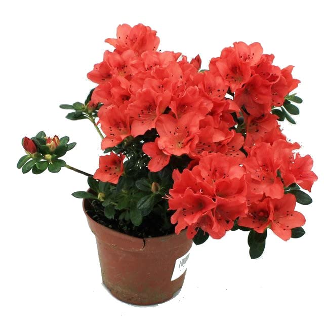 Azalea Natural Arbusto con Flores Ideal para el Jardín