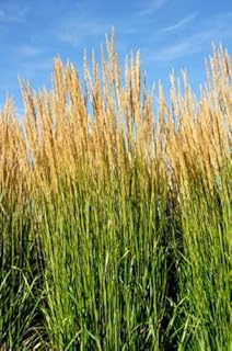 1 x Calamagrostis acutiflora 'Karl Foerster' / Feather Reed-Grass in 2L Seed: Only Seeds