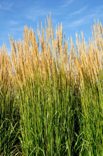 1 x Calamagrostis acutiflora 'Karl Foerster' / Feather Reed-Grass in 2L Pot