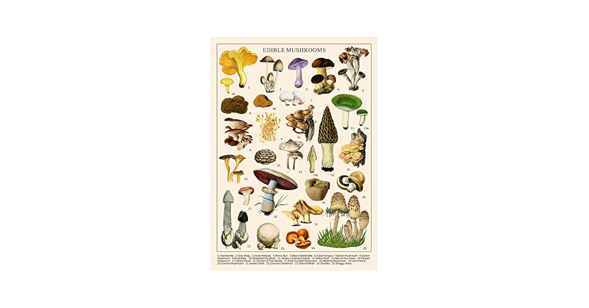 mushroomページ mb1641_acrylic_bright_crop-