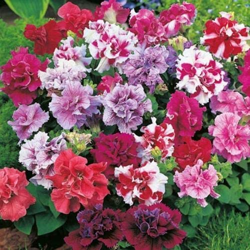 Audbhidhi Petunia Flower Seeds Hybrid Mixed Colors Petunia Double Mix Flower Seeds Petunia Seeds Mix Colour Hybrid Petunia Live Plant Seeds 100% Germination pack of 20 seeds (B0BHNYXMKK) Amazon Price History, Amazon Price Tracker
