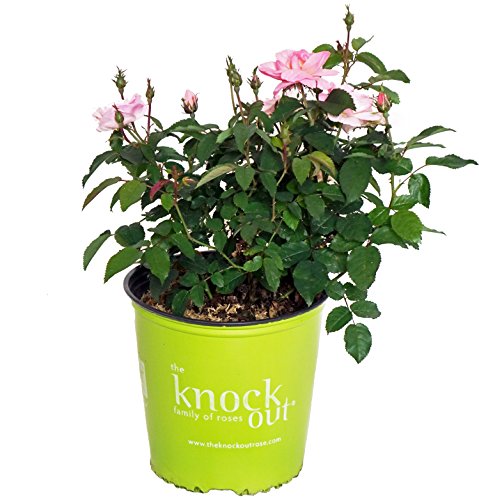 Knock Out Roses - Rosa Peachy Knock Out (Rose) Rose, peach flowers, #2