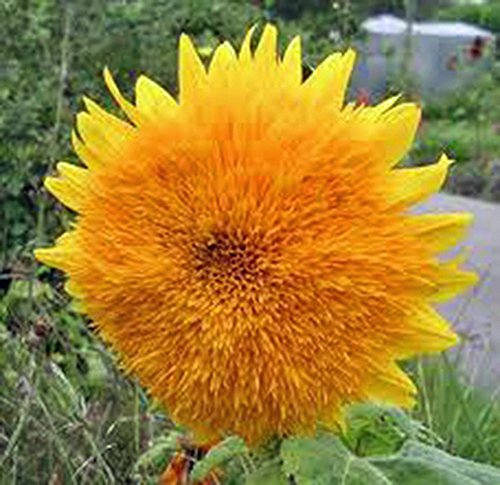 Sunflower, Giant Sungold 500 Seeds Large Beautiful Vivid Colorful Blooms #TOP2