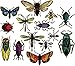 Sizzix Framelits Die Set Entomology by Tim Holtz (14-Pack), Multicolor