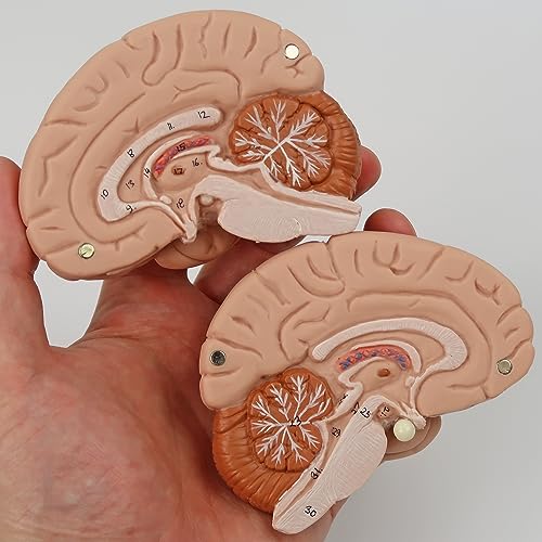 Image of 3B Scientific B55 Complete Dual Muscle Figure w /internal organs 1 /2 life-siz - 3B Smart Anatomy