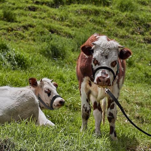 Licol de mollet réglable pour sécuriser le bétail rétif dans la cour - 3