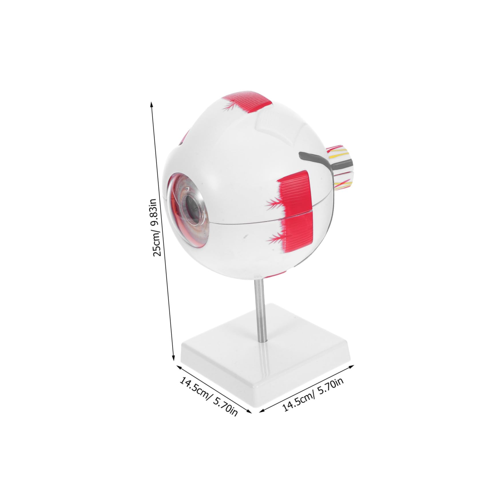 PRETYZOOM Modelo de Ojo Médico Numerado y Desmontable Estructura Anatómica Realista Material Didáctico para Laboratorios de Ciencias y Enseñanza Médica