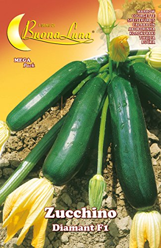 SEMI ORTO ZUCCHINO DIAMANT