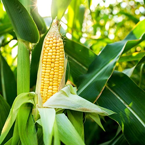 Golden X Bantom Corn Seeds For Planting, 50+ Heirloom Seeds Per Packet, (Isla's Garden Seeds), Non Gmo Seeds, Botanical Name: Zea Mays, Great Home Garden Gift #TOP3