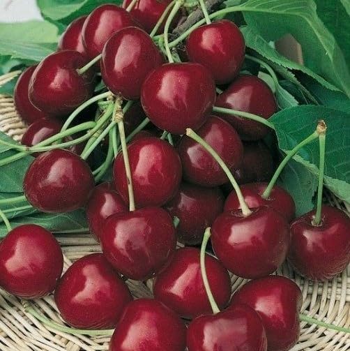 Burlat Cherry Tree 3-4ft 6L Pot Large,Dark Red, Sweet & Juicy Cherries,Ready to Fruit 3fatpigs®