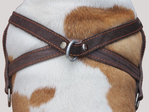 Genuine Brown Leather Dog Pulling Walking Harness XLarge. 35″-39.5″ Chest, 1.5″ Wide Straps Genuine Brown Leather Dog Pulling Walking Harness XLarge. 35″-39.5″ Chest, 1.5″ Wide Straps