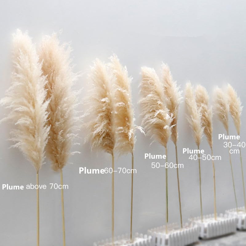 Pampas Grass Large 10PCS Plume 40-50cm miniatura 5
