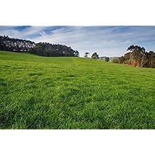 Jumbo Tetraploid Annual Ryegrass 1 Lbs.