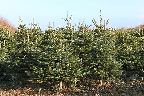 100 Samen Nordmanntanne Abies nordmanniana Weihnachtsbaum Samen
