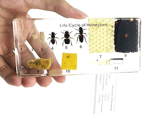 Funsxbug SCIENCE-001 Lifecycle Of A Honey Bee Science Classroom Specimens thumb #2