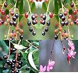 Big Pack - (500) Black Cherry Prunus serotina Tree Seeds - Berries Used in Wine Making - by MySeeds.