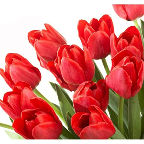 20 bulbo di tulipano, bulbi di tulipano perenni rosso luminoso puro, fiori rossi come nuvole al tramonto, impressione rossa, ornamenti per decorazione della casa - Image 3